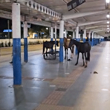 Cavalos s&atilde;o confinados em terminal ap&oacute;s serem vistos soltos em avenida