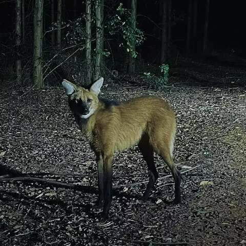 Registro de lobo-guar&aacute; chama aten&ccedil;&atilde;o em &aacute;rea de eucalipto