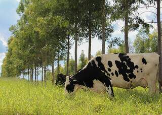 Práticas sustentáveis podem virar vantagem competitiva no campo Práticas sustentáveis podem virar vantagem competitiva no campo
