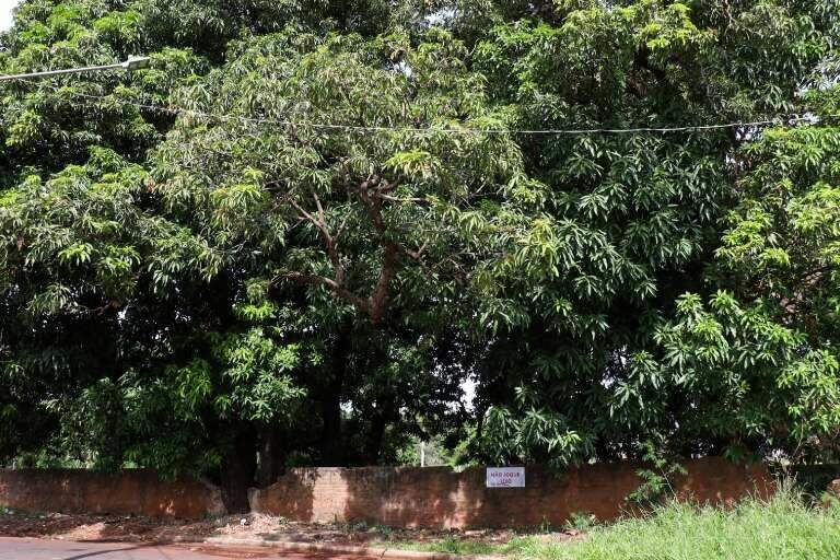 Mangueiral que vai virar condomínio guarda lenda de um tesouro perdido