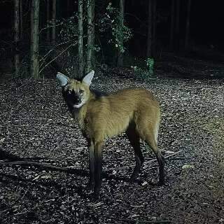 Registro de lobo-guar&aacute; chama aten&ccedil;&atilde;o em &aacute;rea de eucalipto