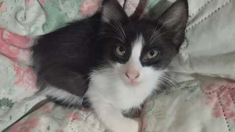 Viu o Tico? Gato filhote desaparece na regi&atilde;o do Vida Nova