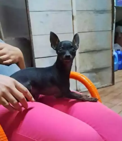 Viu o Lipe? Pinscher desaparece na regi&atilde;o do Jardim Panam&aacute;