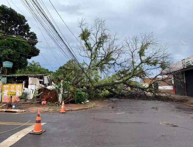 Lei federal autoriza corte de &aacute;rvores se prefeitura demorar a responder morador