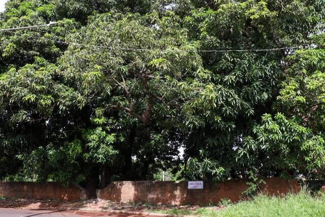 Mangueiral que vai virar condom&iacute;nio guarda lenda de um tesouro perdido