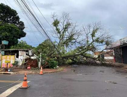 Lei federal autoriza corte de &aacute;rvores se prefeitura demorar a responder morador