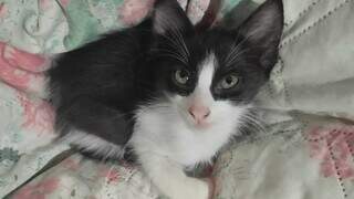 Viu o Tico? Gato filhote desaparece na regi&atilde;o do Vida Nova