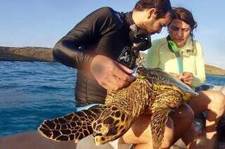 Ap&oacute;s 44 anos cuidando de tartarugas, pesquisadora de MS se despede do ICMBio