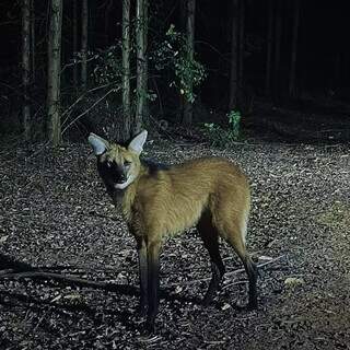 Registro de lobo-guar&aacute; chama aten&ccedil;&atilde;o em &aacute;rea de eucalipto