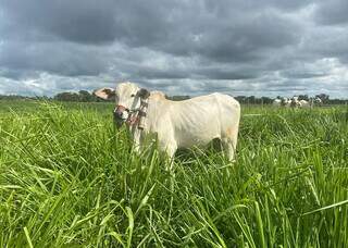 Integração no pasto faz gado engordar mais e emitir menos metano Integração no pasto faz gado engordar mais e emitir menos metano