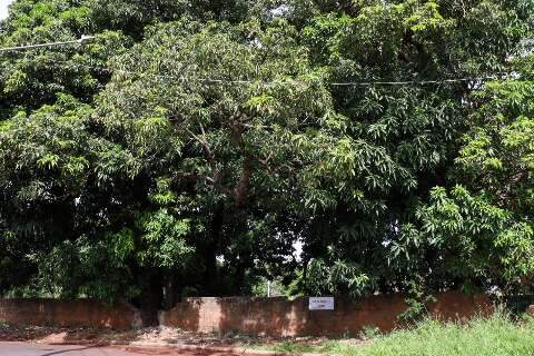 Mangueiral que vai virar condom&iacute;nio, guarda lenda de um tesouro perdido