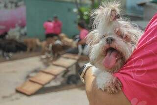 Brincadeiras e alimenta&ccedil;&atilde;o antecipada s&atilde;o estrat&eacute;gias para pets em dias de fogos