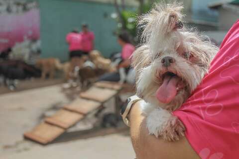 Brincadeiras, medicamento e ambiente seguro s&atilde;o dicas para pets em dia de fogos