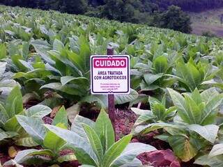 Anvisa cria p&aacute;gina que detalha como avalia risco de agrot&oacute;xicos &agrave; sa&uacute;de