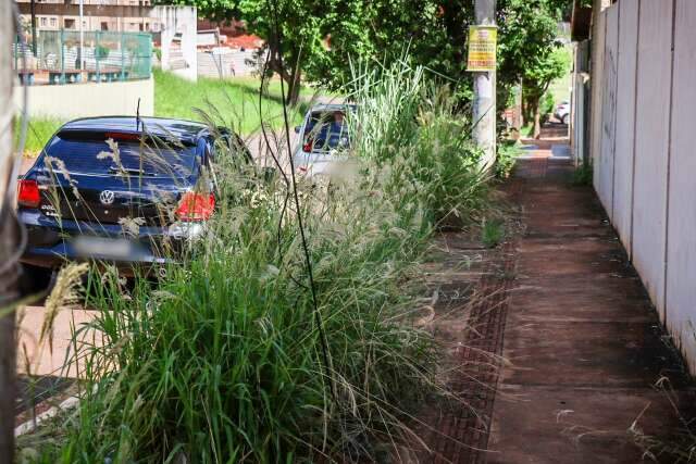 Morador reclama, mas desde maio cabe ao propriet&aacute;rio cortar mato nas cal&ccedil;adas