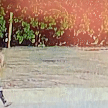 V&iacute;deo mostra homem carregando cachorro antes de degolar animal