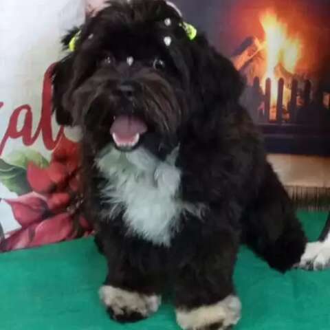 Nina desaparece no Jardim Itatiaia e fam&iacute;lia pede ajuda para encontr&aacute;-la