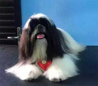 &ldquo;Meu filho chora muito&rdquo;, fam&iacute;lia busca por shih tzu que sumiu na queima de fogos