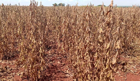 Norte de MS entra em fase cr&iacute;tica da soja sob alerta de seca persistente