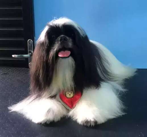 &ldquo;Meu filho chora muito&rdquo;, fam&iacute;lia busca por shih tzu que sumiu na queima de fogos