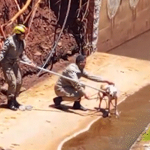 H&aacute; dias em c&oacute;rrego, c&atilde;ozinho &eacute; resgatado pelos bombeiros