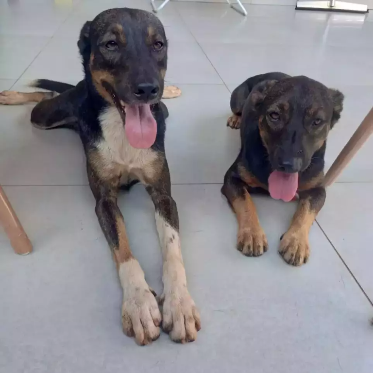 Moradores procuram tutores de cães que permanecem juntos há 5 dias
