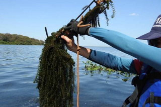 Usina entre MS e SP trava com plantas aqu&aacute;ticas no Rio Paran&aacute;