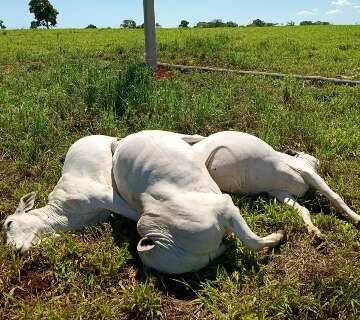 Poste de energia cai em fazenda e seis vacas da ra&ccedil;a Nelore morrem eletrocutadas