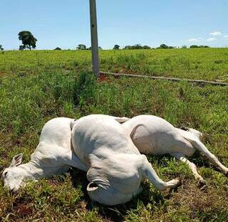 Poste de energia cai em fazenda e seis vacas da ra&ccedil;a Nelore morrem eletrocutadas