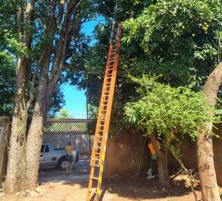 Ap&oacute;s 48 horas preso em &aacute;rvore, gato &eacute; resgatado pelos bombeiros no Tiradentes