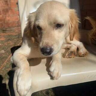 Viu a Akira? Cadela desaparece com fogos no Santo Amaro e tutora procura