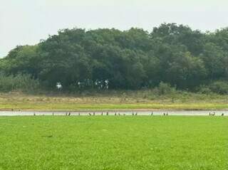 Entre seca e contamina&ccedil;&atilde;o, &aacute;gua vira o maior alerta ambiental para 2026 em MS