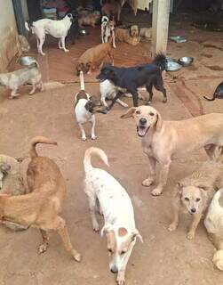 D&iacute;vida de ONGs de prote&ccedil;&atilde;o animal dispara com aumento do abandono no fim de ano