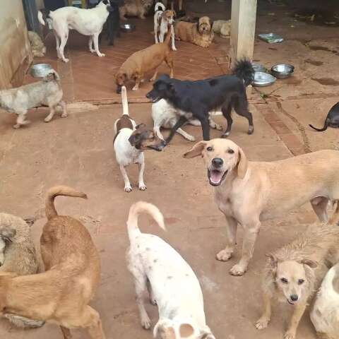 D&iacute;vida de ONGs de prote&ccedil;&atilde;o animal dispara com aumento do abandono no fim de ano