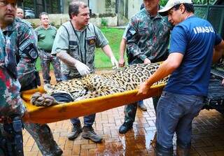 Ataque raro de onça matou caseiro, gerou medo e mobilizou autoridades em 2025 Ataque raro de onça matou caseiro, gerou medo e mobilizou autoridades em 2025