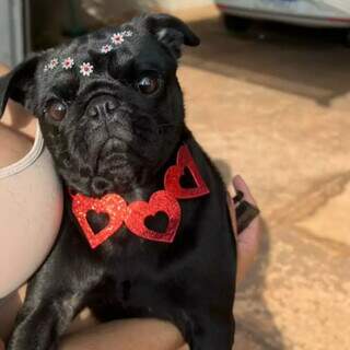 Cadela foge de casa na noite de Natal e &eacute; levada por homem desconhecido