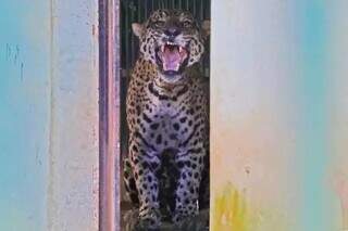 Ataque raro de onça matou caseiro, gerou medo e mobilizou autoridades em 2025 Ataque raro de onça matou caseiro, gerou medo e mobilizou autoridades em 2025