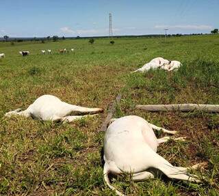 Poste de energia cai em fazenda e seis vacas da ra&ccedil;a Nelore morrem eletrocutadas