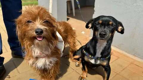 Mato Grosso do Sul tem m&eacute;dia de 1.660 den&uacute;ncias di&aacute;rias de maus-tratos a animais