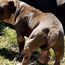 Pitbull debilitado e border collie s&atilde;o encontrados perambulando em bairro