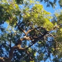 Ap&oacute;s 48 horas preso em &aacute;rvore, gato &eacute; resgatado pelos bombeiros no Tiradentes