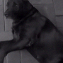 Tatuador exibe gato morto e diz ter colocado cachorro para matar animais