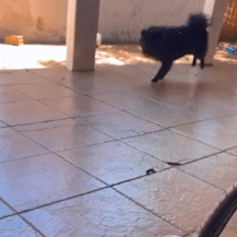 Ap&oacute;s passar o Natal fora, empres&aacute;rio volta para casa e n&atilde;o encontra chow chow