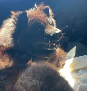 Ap&oacute;s passar o Natal fora, empres&aacute;rio volta para casa e n&atilde;o encontra Chow Chow