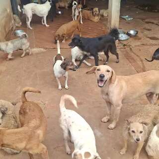 D&iacute;vida de ONGs de prote&ccedil;&atilde;o animal dispara com aumento do abandono no fim de ano