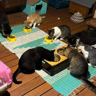 D&iacute;vida de ONGs de prote&ccedil;&atilde;o animal dispara com aumento do abandono no fim de ano