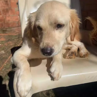 Viu a Akira? Cadela desaparece com fogos no Santo Amaro e tutora procura