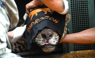 Ataque raro de onça matou caseiro, gerou medo e mobilizou autoridades em 2025 Ataque raro de onça matou caseiro, gerou medo e mobilizou autoridades em 2025