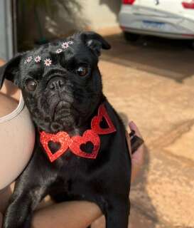 Cadela foge de casa na noite de Natal e &eacute; levada por homem desconhecido