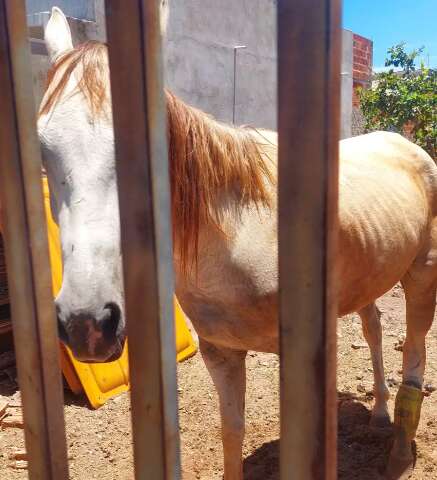 Cavalo &eacute; deixado sob calor intenso e leitora denuncia maus-tratos: &ldquo;intoler&aacute;vel&rdquo;
